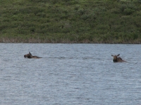 Two moose in Two Moose Lake